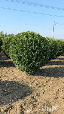 冠幅180厘米大叶黄杨球