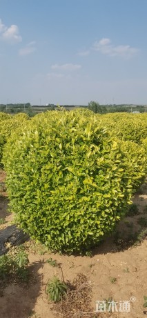 冠幅120厘米金叶女贞球