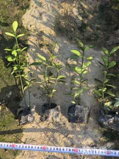 高度20厘米大叶黄杨