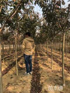 4公分高杆染井吉野樱