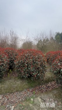 高度160厘米万年青