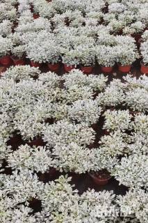 高度15厘米芙蓉菊