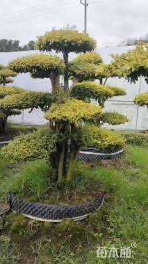 10公分造型亮晶女贞