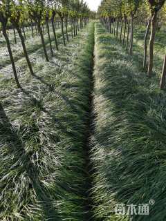 高度10厘米细叶麦冬草