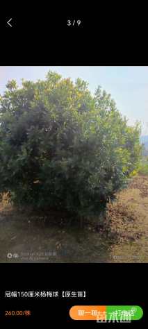 30公分丛生杨梅