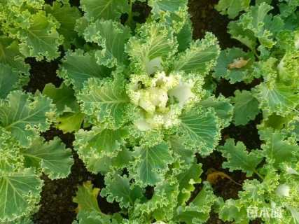 高度10厘米羽衣甘蓝