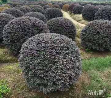 冠幅80厘米红花继木球