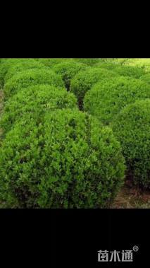 冠幅100厘米瓜子黄杨球