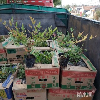 高度27厘米南天竹小苗