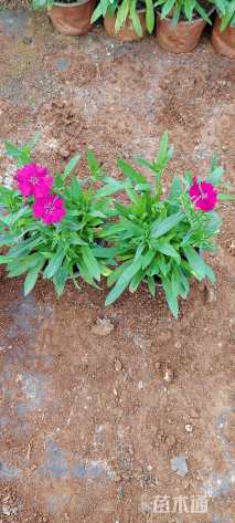 高度25厘米常夏石竹