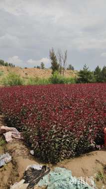 0.2公分紫叶矮樱