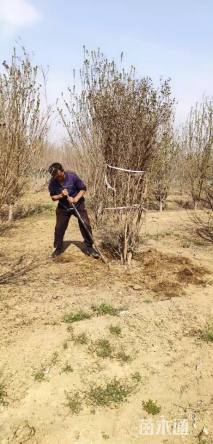 高度250厘米丛生紫薇