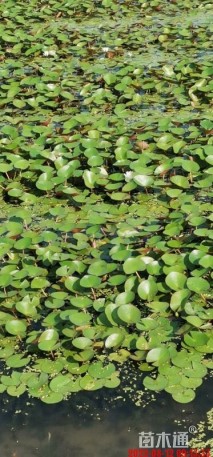 高度35厘米睡莲