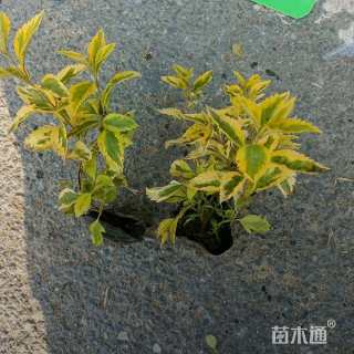 高度15厘米金叶假连翘