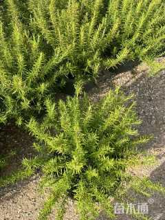 高度30厘米迷迭香