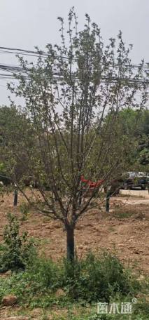 13公分绚丽海棠