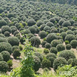 冠幅80厘米大叶黄杨球