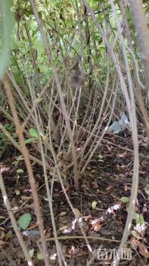 高度200厘米丛生榆叶梅