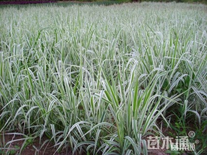 高度30厘米花叶芦竹