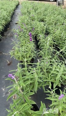 高度30厘米墨西哥鼠尾草