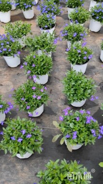 高度15厘米半边莲