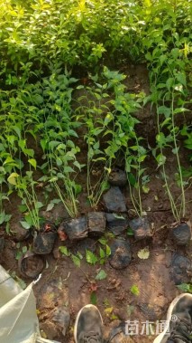 高度30厘米棣棠