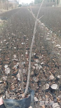 高度30厘米火焰卫矛小苗