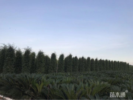 裸干高80厘米铁树