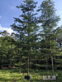 13公分小叶榄仁