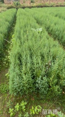 高度60厘米川柏