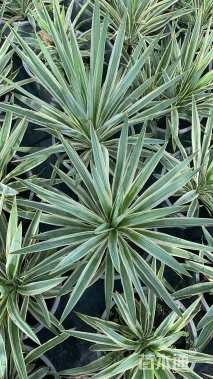 高度40厘米金边凤尾兰