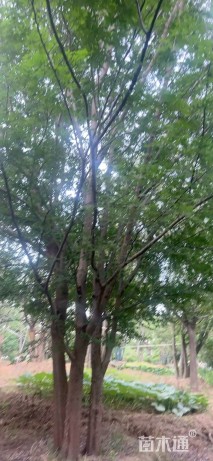 50公分(3杆)丛生榔榆