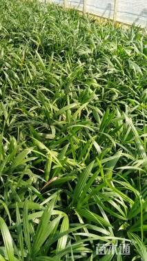 裸干高30厘米棕竹