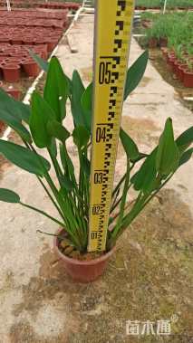 高度40厘米梭鱼草