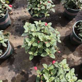 高度25厘米倒挂金钟