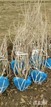 高度120厘米锦带