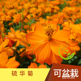 硫华菊种子硫华菊种子