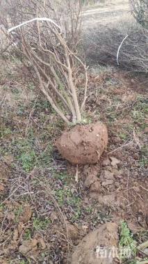 高度150厘米丛生紫薇