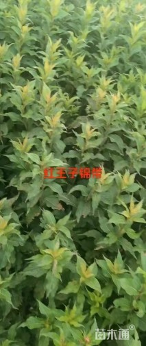 高度50厘米红王子锦带