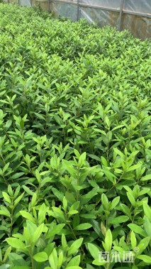 高度20厘米杜鹃