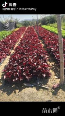 高度20厘米红桑