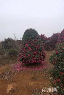 高度330厘米茶梅