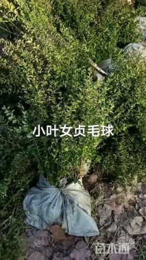 高度40厘米小叶女贞
