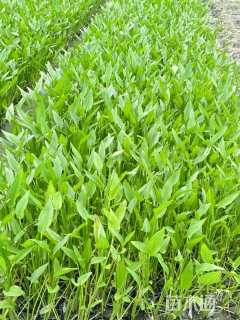 高度30厘米梭鱼草