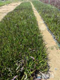 高度10厘米兰花