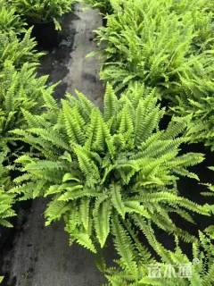 高度25厘米波斯顿蕨