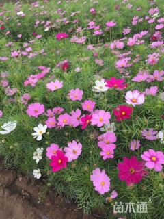 高度20厘米波斯菊