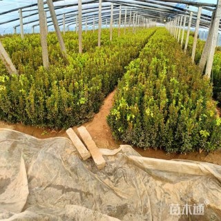 高度50厘米瓜子黄杨