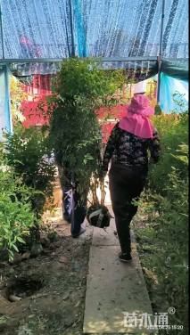 高度180厘米南天竹