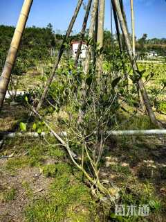 高度120厘米狗牙花
